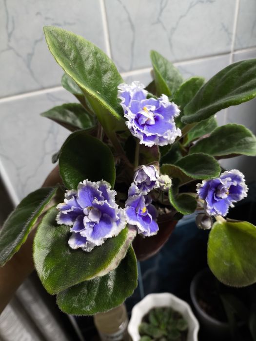 Фиалки , домашние цветы