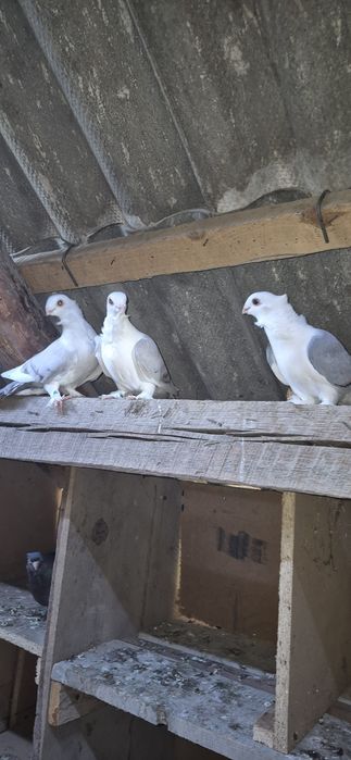 Porumbei (satieti zburatori de szeghedin  rolleri voiajori galateni pave  turturele fazani gainiperuși papagali)
