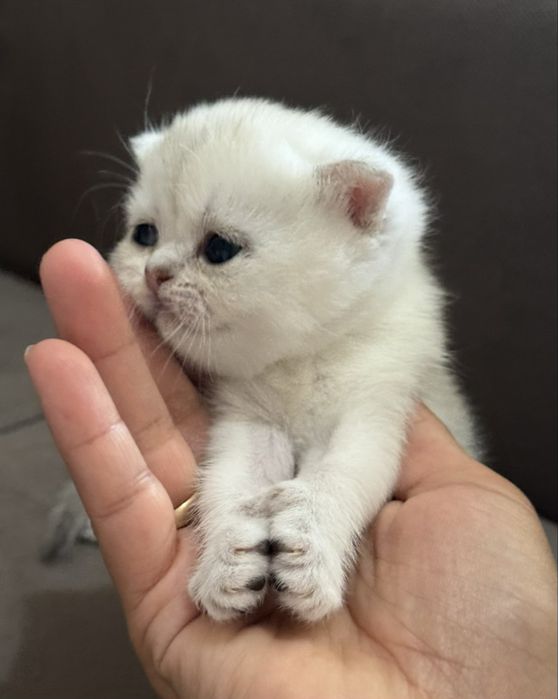 Продается шиншилы котята