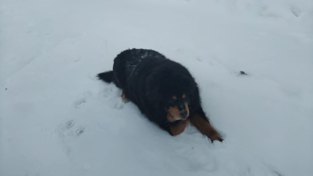 Продам носки из собачей шерсти