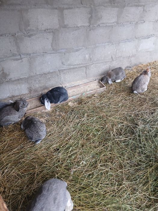 Продам кроликов вислаухий варан