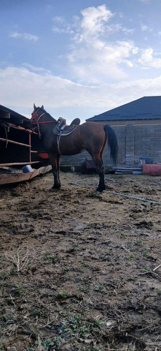 Жақсы айғыр сатылады