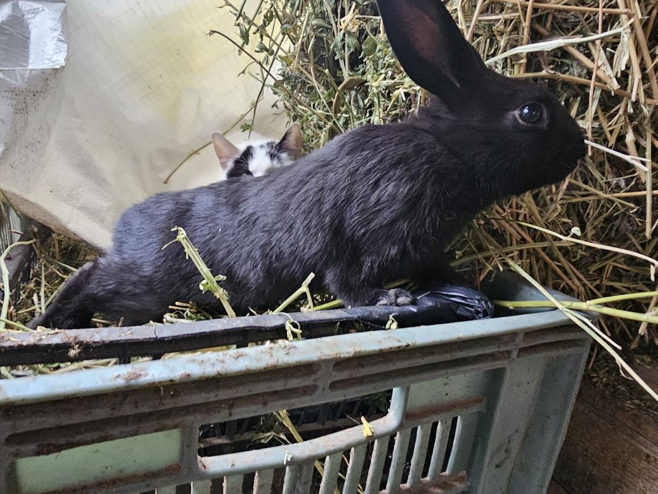 Iepurași Pitici Rex