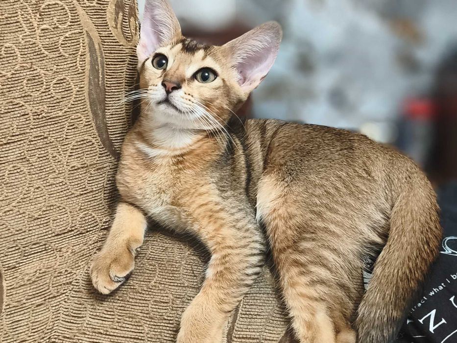 Абесинцы  котята Ruddy