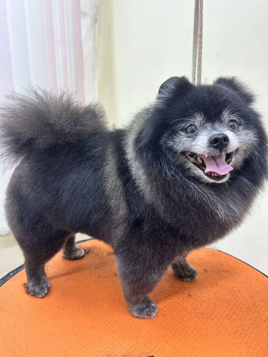 Груминг животных