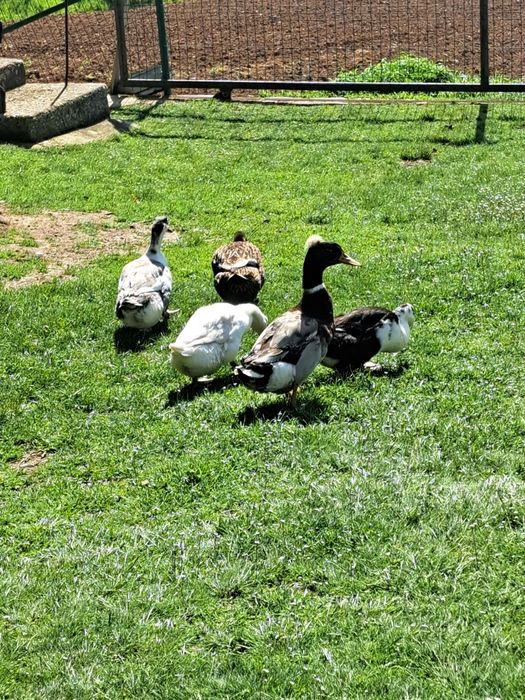 Vând rațe leșeștisi românești