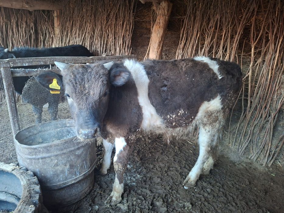 Семиз баспактар бар