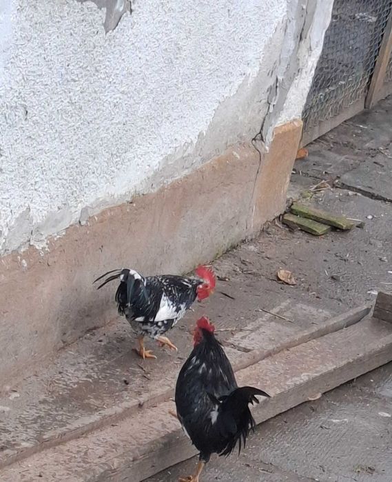 Cocosi  pitici americani disponibili
