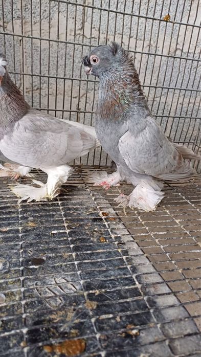 Продам Голубей!!