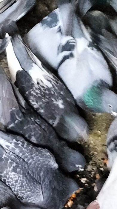 Vînd sau schimb porumbei voiajori pe iepuri