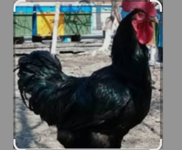 Brama va Qora shahzoda 5 oyli juja buyi 90 sm buyi yana usadi kamida 1