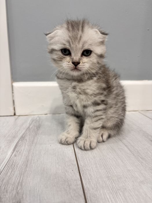 Шотландский вислоуха