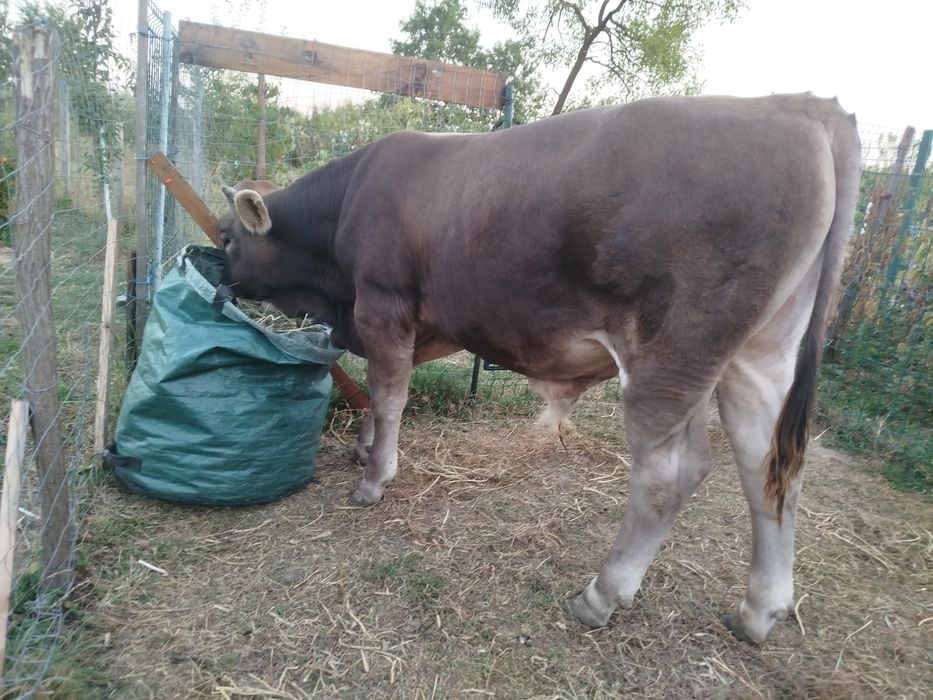 Vitel (taur) brun 9 luni