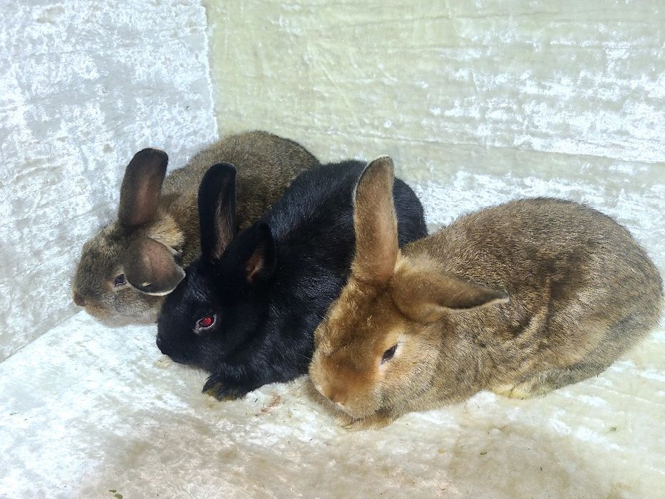 Quyon bolalari sotiladi