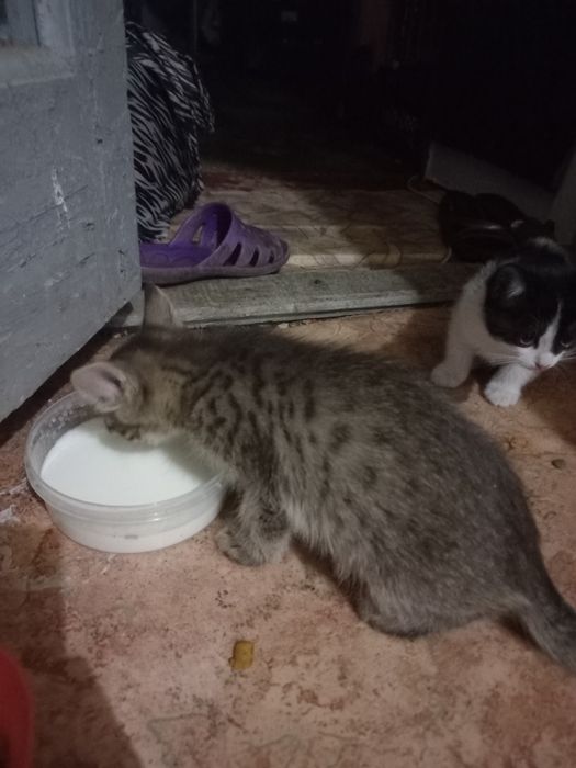 Отдам котят в добрые руки