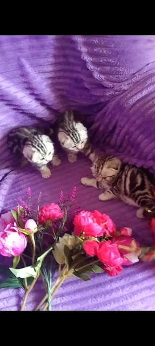 Продам шотландских котят с документами.