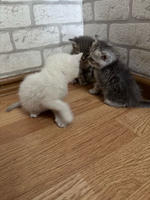 Вислоухие котята