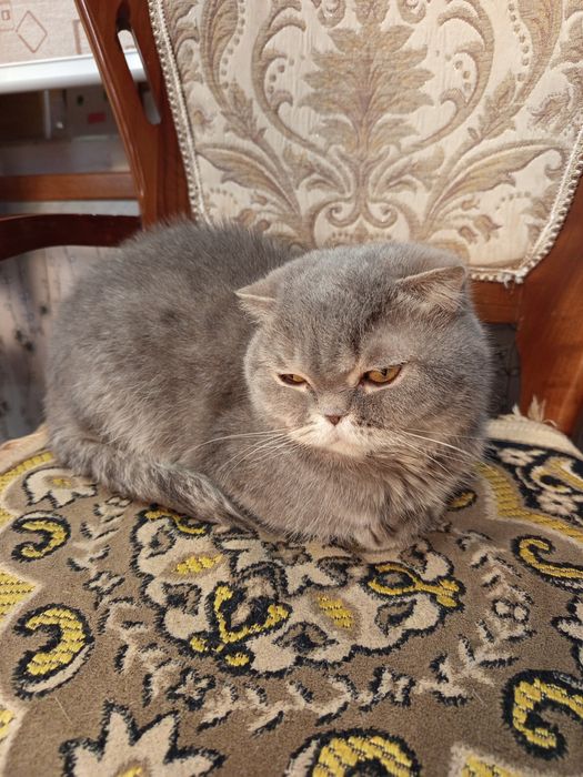 Шотландская вислоухая кошка