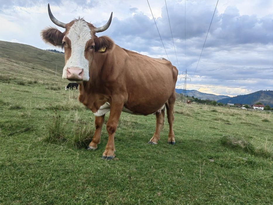 Vând vacă vârstă 8 ani