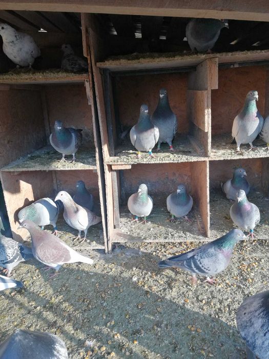 Vand porumbei de curse