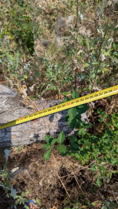 Орехово дърво 7 м + клони – с. Мерданя