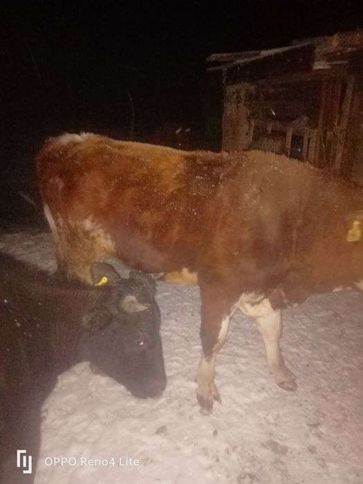 Симитал бұқа 2 жасар