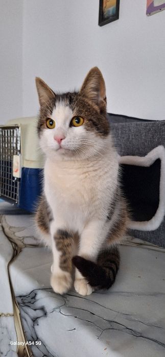 В добрые руки кот