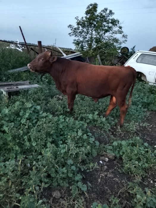 Продам быка хороши