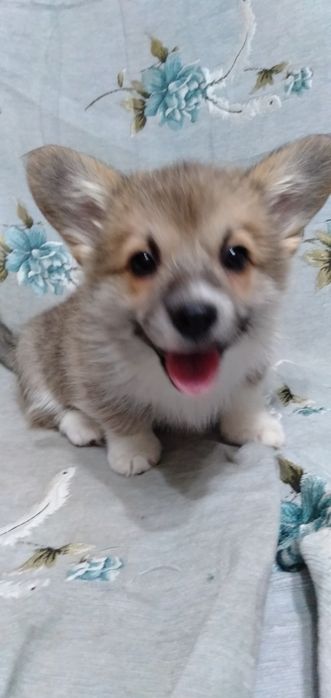 Продаю Щенки корги.