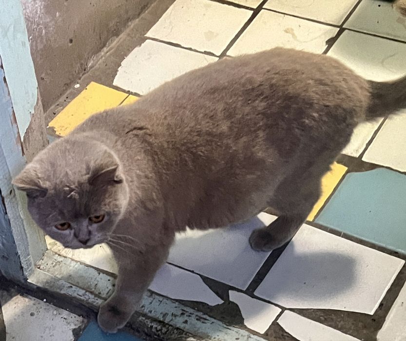 Готовятся котята британские