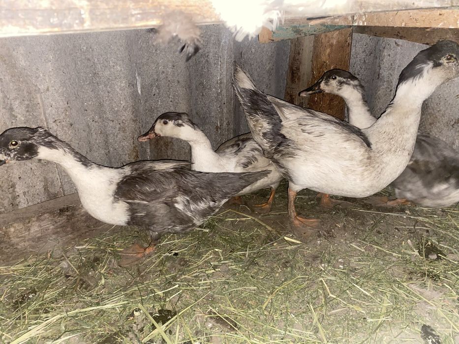 Утки продам, үйректер сатылады