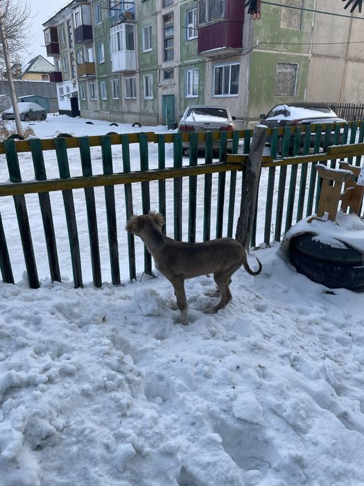 Продам щенков тазы