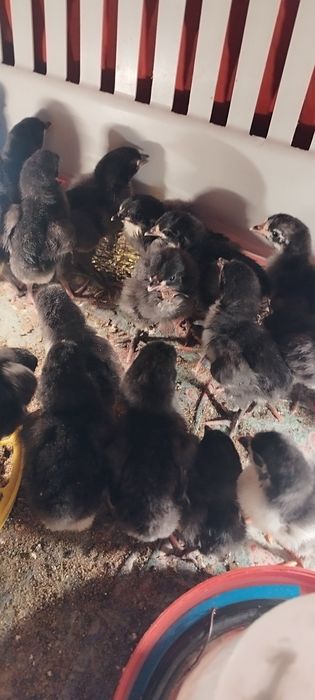 Цыплята австролорп