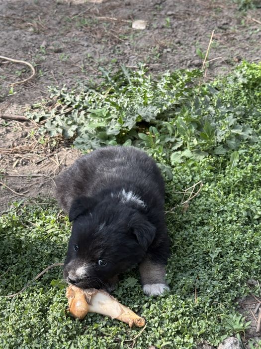 Щенята (5 штук)