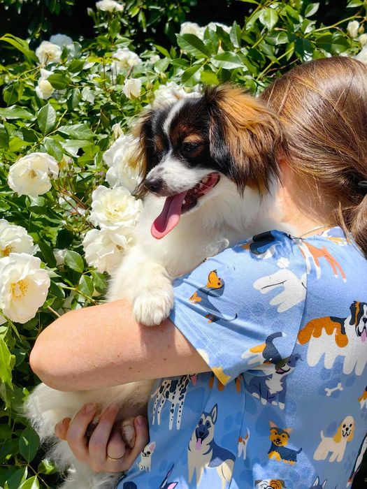 Superb Pui Papillon Tricolor, 6 luni - Pedigree de Campion, Gata de Show și Sport!