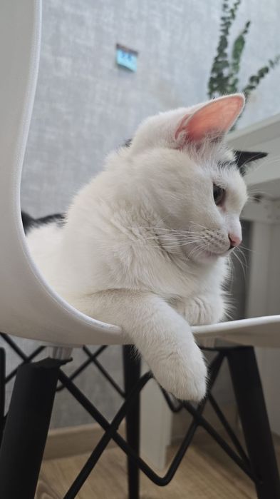 Отдам в хорошие руки