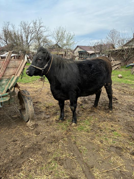 Angus pentru sacrificat