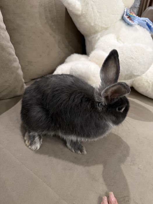 Продам милого друга кролика