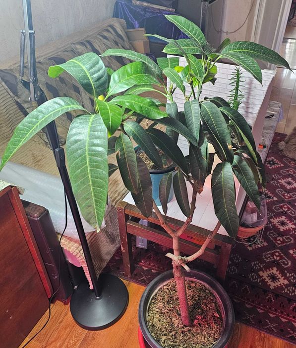 Манго  плодоносящее