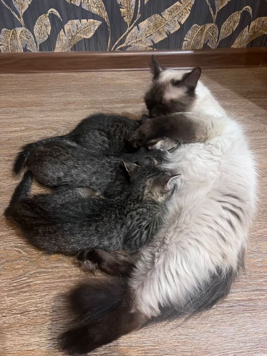 Котята в добрые руки