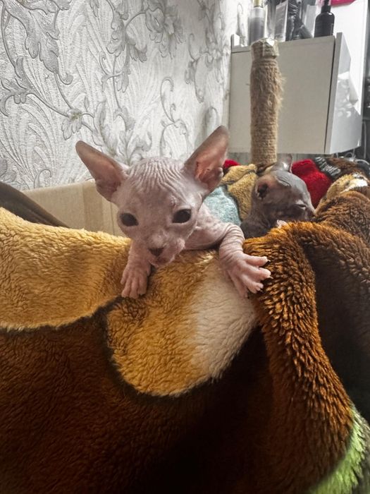 Продам котят сфинксов