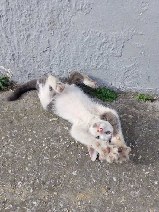 Подарявам малки котета