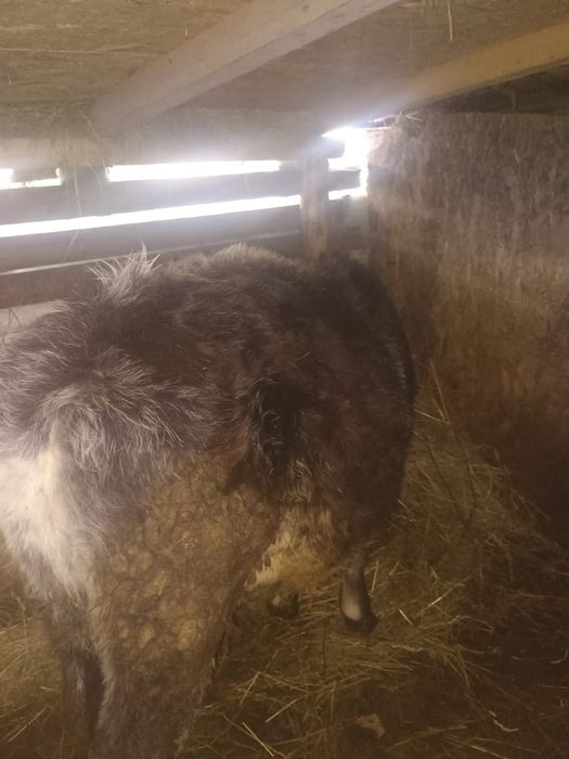 Vând vițea belgiana