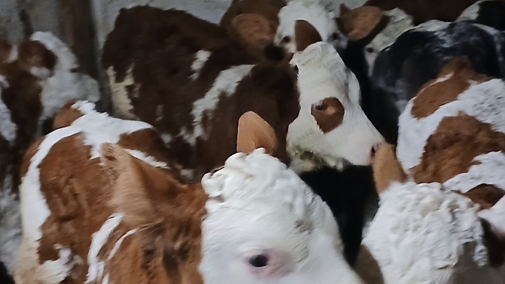 Vitei baltata românească si belgian