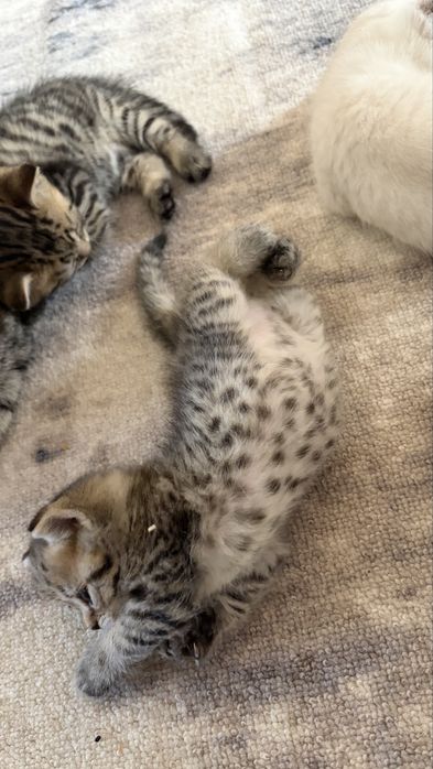 Шотландские прямоухие котята