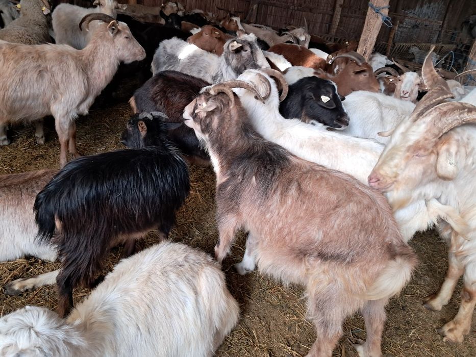 Se vand   70 Capre , 12 Edute .