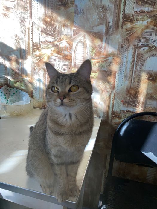 Милая красивая кошка