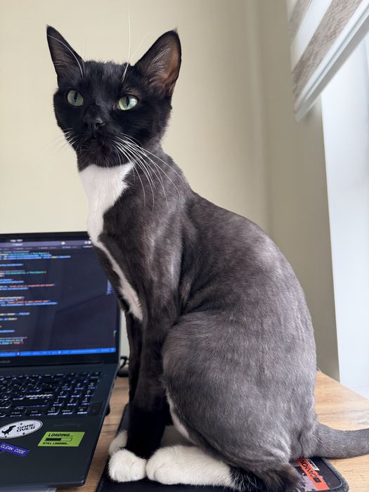 Отдам кота в добрые руки