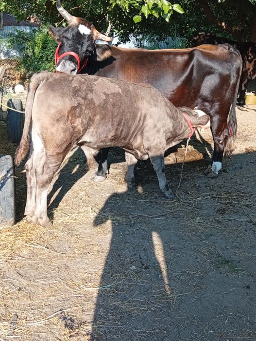 De vânzare 3 vaci și 3 vițeii