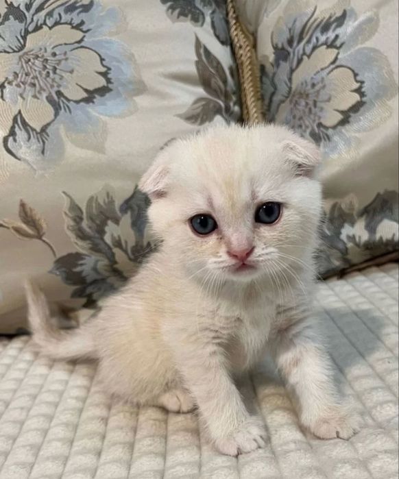 Шотланский вислоухий котенок